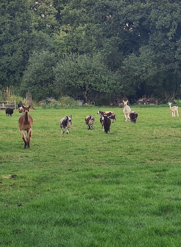 schapen en alpaca